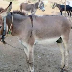 بدین کی گدھا منڈی میں گدھوں کی قیمتیں لاکھوں روپے تک پہنچ گئیں