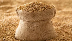 وفاقی حکومت کا فوری طور پر گندم درآمد کرنے کا فیصلہ