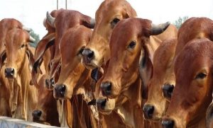 بھارتی سپریم کورٹ نے تمل ناڈو میں گائے ذبح پر پابندی پر عملدرآمد روک دیا